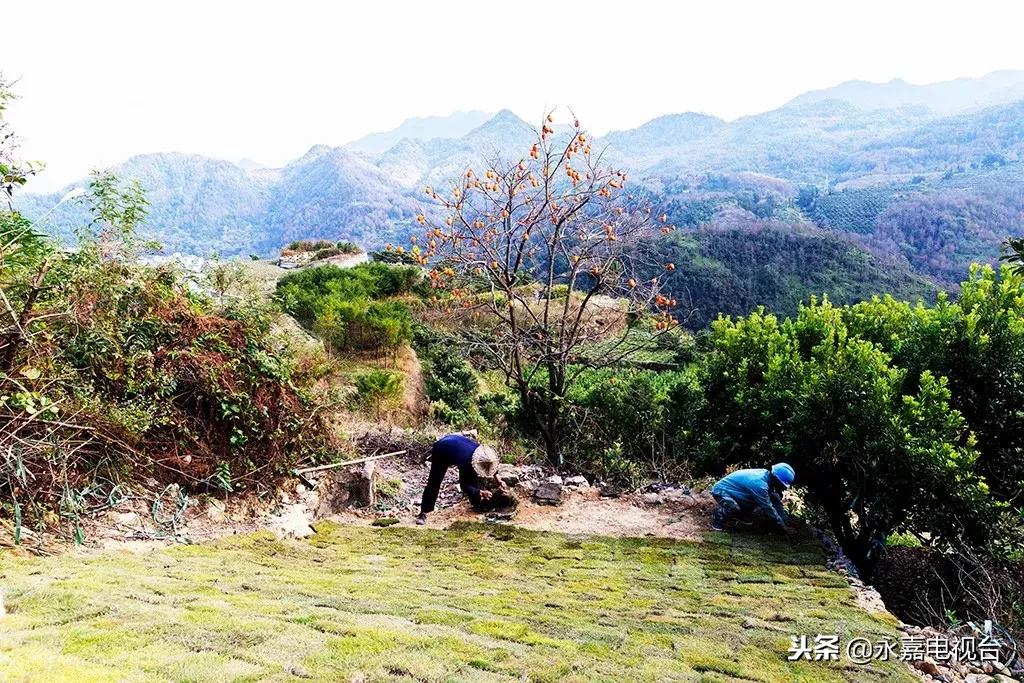 鶴盛地區(qū)十鎮(zhèn)最新發(fā)展規(guī)劃，展望未來(lái)的繁榮與活力，鶴盛地區(qū)十鎮(zhèn)未來(lái)繁榮與活力展望，最新發(fā)展規(guī)劃揭秘