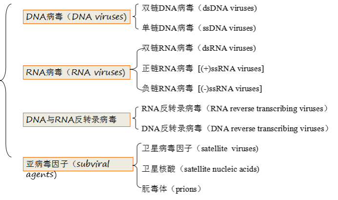 病毒最新命名及其影響，全球公共衛(wèi)生領(lǐng)域的挑戰(zhàn)與應(yīng)對(duì)，全球公共衛(wèi)生挑戰(zhàn)，病毒新命名及其影響與應(yīng)對(duì)策略