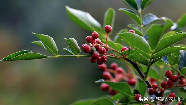 探尋花椒最新價格，市場動態(tài)與趨勢分析，探尋花椒最新價格，市場動態(tài)與趨勢深度解析