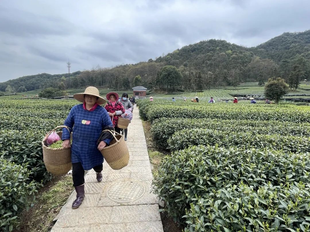 最新疫情龍井，防控進展與應(yīng)對策略，最新疫情龍井，防控進展及應(yīng)對策略概覽